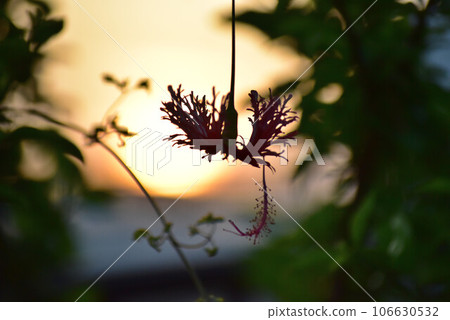 Fuurinbussouge at dusk Fuurinbussouge at dusk 106630532