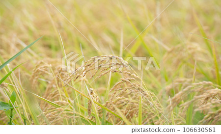 Japanese autumn rice paddy landscape/golden ears of rice 106630561