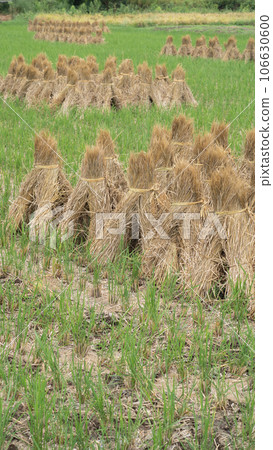 Autumn in Japan | Straw-dried rice Autumn in Japan | Straw-dried rice 106630600