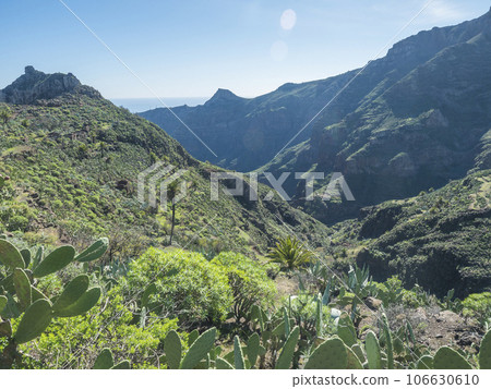 Scenic landscape at hiking trail through Barranco de Guarimiar Gorge. Green mountain canyon slopes with palm trees and succulent vegetation. La Gomera, Canary Islands, Spain, Europe. Scenic landscape at hiking trail through Barranco de Guarimiar Gorge. Green mountain canyon slopes with palm trees and succulent vegetation. La Gomera, Canary Islands, Spain, Europe. 106630610
