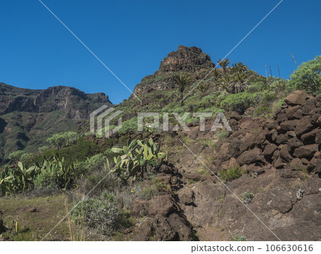 Scenic landscape at hiking trail through Barranco de Guarimiar Gorge. Green mountain canyon slopes with palm trees and succulent vegetation. La Gomera, Canary Islands, Spain, Europe. 106630616