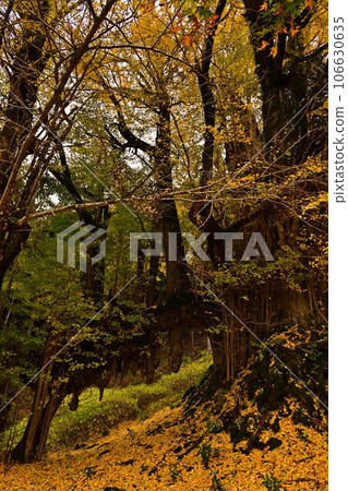 Large ginkgo tree at Joryuji Temple 106630635