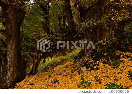 Large ginkgo tree at Joryuji Temple 106630636