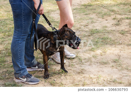 A pit bull dog in a muzzle on the street A pit bull dog in a muzzle on the street 106630793