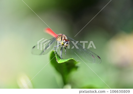 Red dragonfly Mayutateakane (Akane Mayutate) Red dragonfly Mayutateakane (Akane Mayutate) 106630809