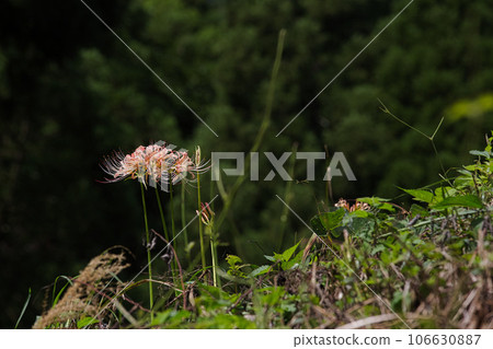 Seigen-ji Temple where Licorice looks good Seigen-ji Temple where Licorice looks good 106630887