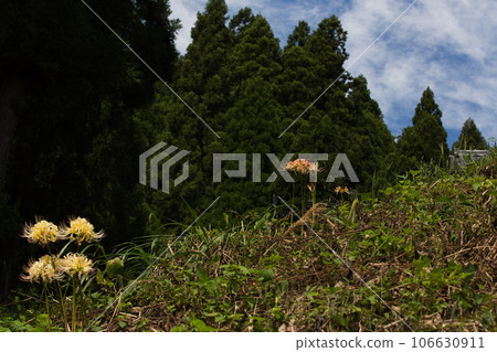 青源寺，甘草適合你的地方 106630911
