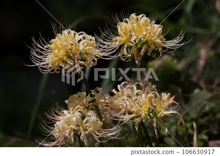 青源寺，甘草適合你的地方 106630917
