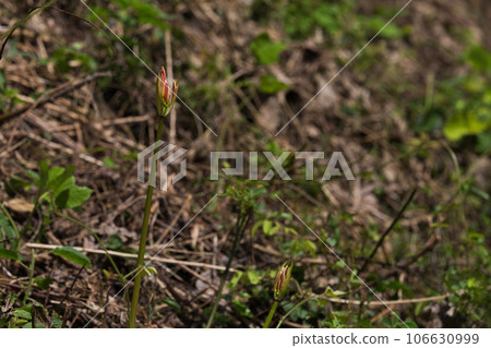 青源寺,甘草適合你的地方 青源寺,甘草適合你的地方 106630999
