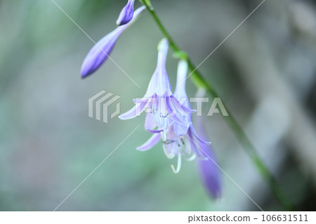 Hosta flower 106631511