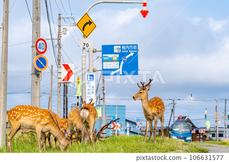 Wild deer Hokkaido Wakkanai City Cape Noshappu Car 106631577