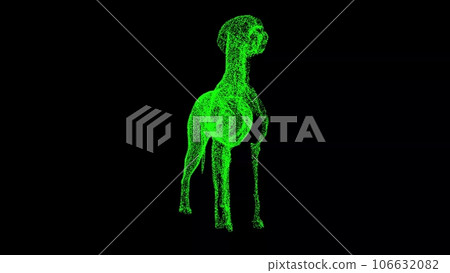 3D dog anatomy on black background. Dog skeleton animal medical anatomy. For title, text, presentation. 3d animation. 106632082