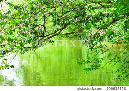 綠色反映在水面上 綠色反映在水面上 106632158