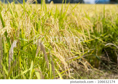Autumn paddy fields, golden ears of rice swaying in the wind, Shibata Town, Miyagi Prefecture Autumn paddy fields, golden ears of rice swaying in the wind, Shibata Town, Miyagi Prefecture 106632174