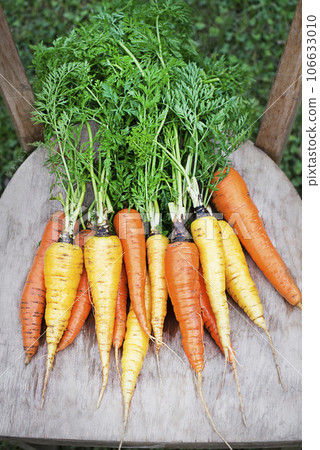 Carrot 106633010