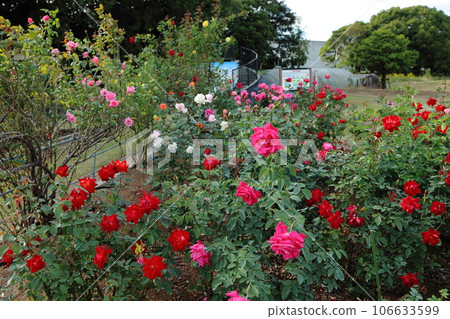 Arao City Ominous Citizen Flower Bed Rose Flower, 106633599