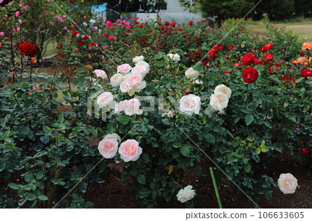 Arao City Ominous Citizen Flower Bed Rose Flower, Arao City Ominous Citizen Flower Bed Rose Flower, 106633605
