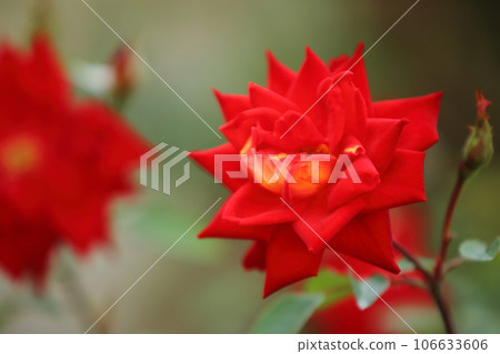Arao City Ominous Citizen Flower Bed Rose Flower, Arao City Ominous Citizen Flower Bed Rose Flower, 106633606