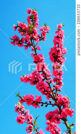 早春的寒日櫻和藍天 早春的寒日櫻和藍天 106633710