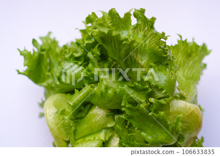 Green organic hydroponic iceberg lettuce isolated on white background Green organic hydroponic iceberg lettuce isolated on white background 106633835