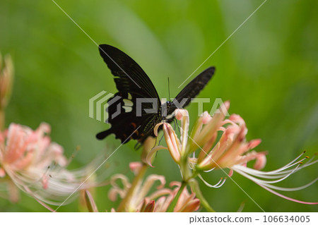 Licorice blooming at the Ichijodani Asakura clan ruins 106634005