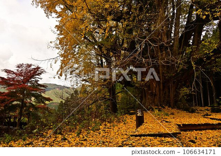 Large ginkgo tree at Joryuji Temple 106634171