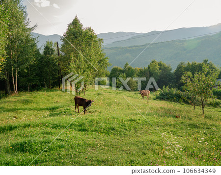 Village in Zakarpattya region cow pasture domestic animals Carpathian mountains countryside Ukraine, Europe. Cottagecore 106634349