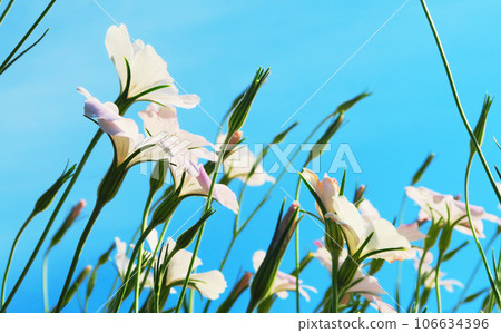 農田花盛開的風景 106634396