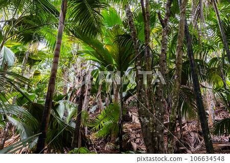 Landscape of a palm forest of Vallee de Mai, Praslin island, Seychelles 106634548