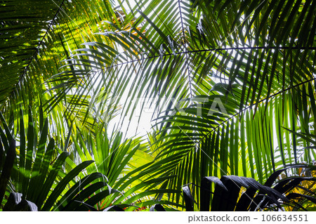 Tropic background photo with green palm leaves under bright sky 106634551
