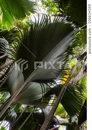 Leaves of Coco de mer palm tree, Lodoicea. Vallee de Mai, Seychelles 106634569