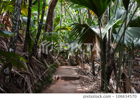 A road goes through the palm forest. Natural reserve park Vallee de Mai 106634570