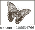 butterfly silhouette 106634766