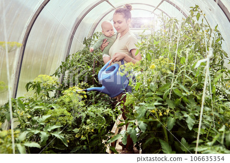 Holding baby with one hand, woman irrigates tomato seedlings in greenhouse using garden watering can. 106635354