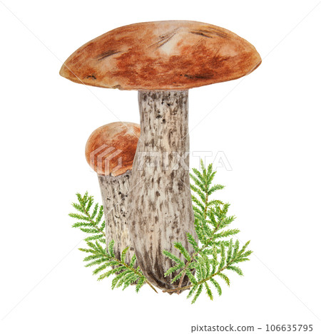 Wild mushrooms and moss watercolor hand drawn botanical realistic illustration. Forest boletus isolated on white background. Great for printing on fabric, invitations, menus 106635795