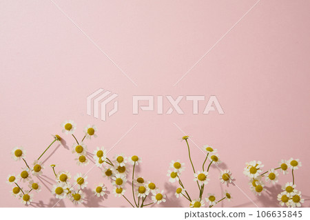 Creative background with chamomilla flowers for cosmetics product presentation. Blank space for display mockup and text. Advertising photo with minimal style Creative background with chamomilla flowers for cosmetics product presentation. Blank space for display mockup and text. Advertising photo with minimal style 106635845