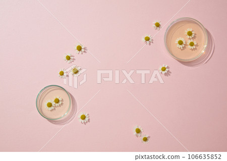 Top view of chamomilla flowers decorated with petri dishes of essence on pink background. Space for display cosmetic product mockup. Product and promotion concept for advertising Top view of chamomilla flowers decorated with petri dishes of essence on pink background. Space for display cosmetic product mockup. Product and promotion concept for advertising 106635852