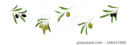 Olive Branches with Olives Green and Black Vector Set 106635998