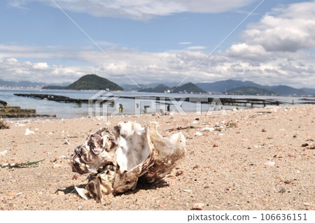 沙灘上隨波逐流的貝殼 沙灘上隨波逐流的貝殼 106636151