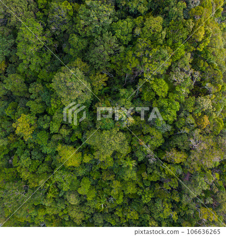 Aerial view green tropical rain forest on mountain 106636265