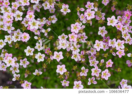 Pale pink saxifrage flowers bloom in spring in the garden 106636477