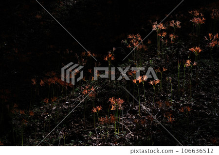 狐狸剃須刀棲息地 愛知縣豐田市 106636512