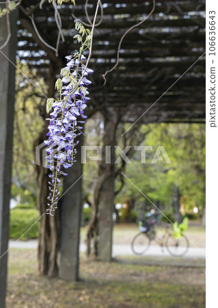 Spring scenery of wisteria trellis, wisteria flowers and bicycle in the park 106636643