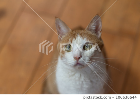 貓抬頭看棕虎白 106636644