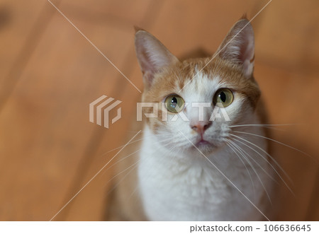 貓抬頭看棕虎白 貓抬頭看棕虎白 106636645