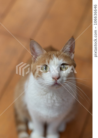 貓抬頭看棕虎白 貓抬頭看棕虎白 106636646