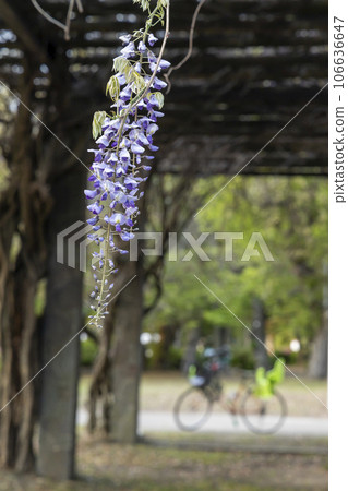 公園紫藤架、紫藤花和自行車的春天風景-2 106636647