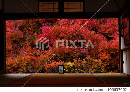 fiery red autumn leaves fiery red autumn leaves 106637062