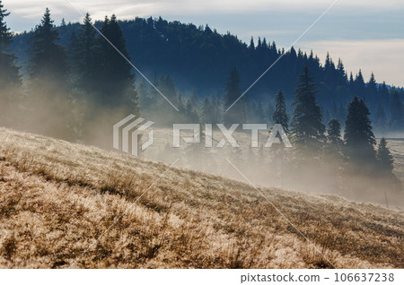 carpathian landscape in autumn. coniferous forest on the hill in mist. weathered grass in dew. valley full of fog beneath an overcast sky at sunrise 106637238