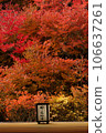火紅的秋葉 106637261
